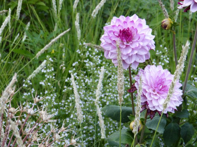 2015-08-10 Dahlia 'Creme de Cassis'.jpg