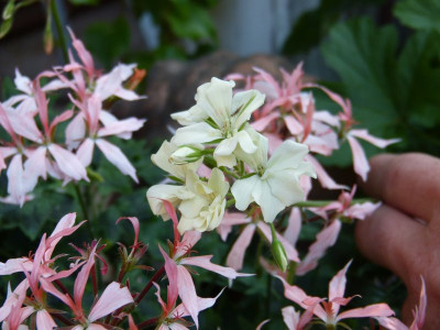 2015-08-10 Pelargonium 'Creamery'.jpg