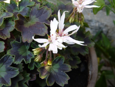 2015-08-10 Pelargonium 'Annsbrook Capricorn'.jpg
