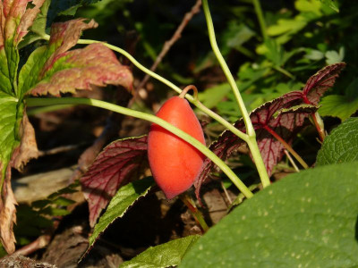 2015-08-10 Podophyllum hexandrum.jpg