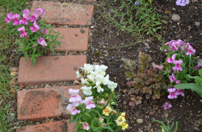 Antirrhinum.15-1.jpg