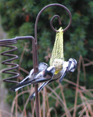 AegithalosCaudatus-Schwanzmeise02.jpg