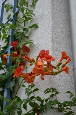 Campsis.15-1.jpg