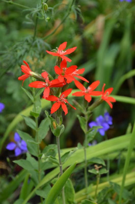 Silene_regia.15-1.jpg