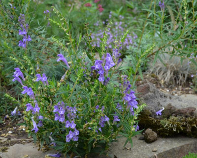 Scutellaria_baicalensis.15-1.jpg