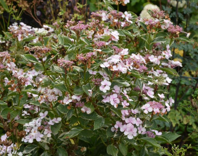 Hydrangea-Tricolor.15-2.jpg