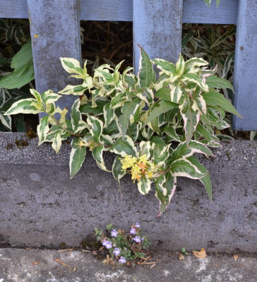 Diervilla sessilifolia-15-1.jpg