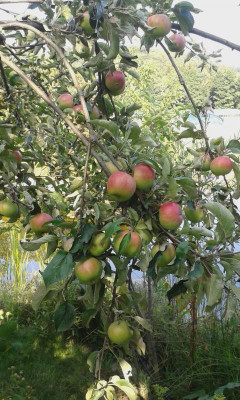 20150803_165521.img.jpg