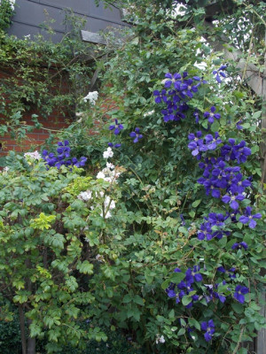 DSCN7448v.JPG
