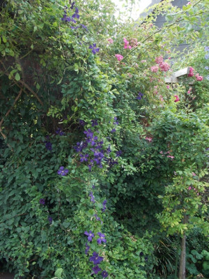 DSCN7446v.JPG