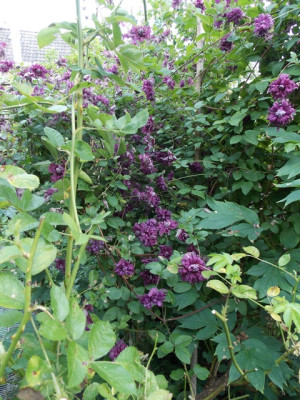 DSCN7452v.JPG
