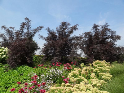 Sambucus Black Lace.jpg