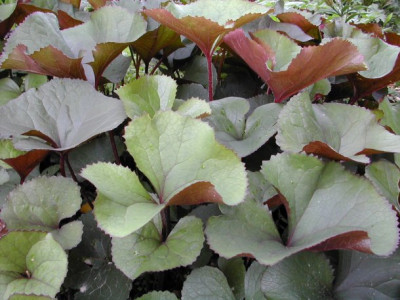 Ligularia_dentata_Seedlings.jpg