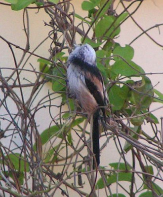 AegithalosCaudatus-Schwanzmeise04.jpg