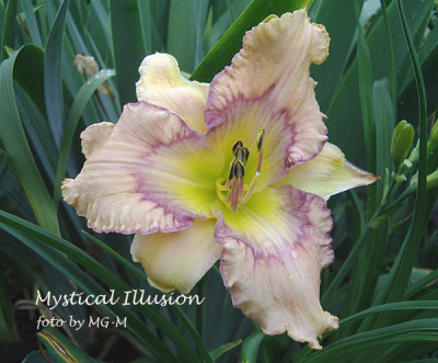 Imgp7858-MystIll.jpg