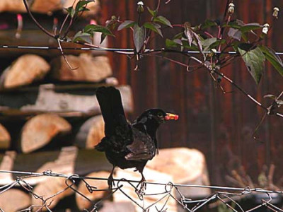 amsel941.jpg