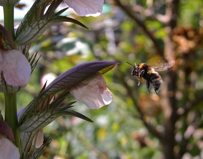 acanthus417.jpg