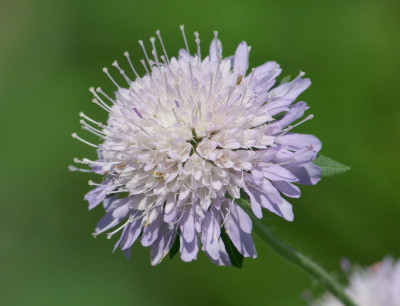 Scabiose-2.jpg