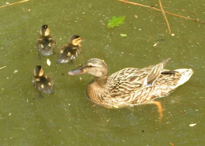 AnasPlatyrhynchos-Stockente01.jpg