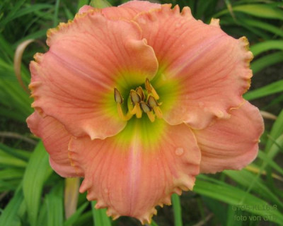 GT05-KL16.8_Elegant_Candy_X_Soft_Summer_Night_17961.jpg