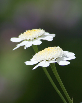 Tanacetum.jpg