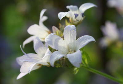 Campanula-lactiflora.jpg