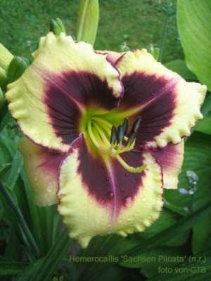 Sachsen_Plicata_1770_r11.jpg