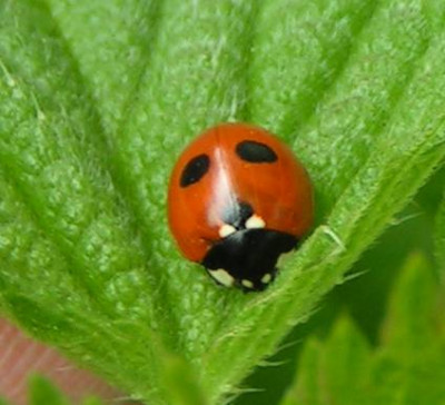 Coccinella_quinquepunctata_-_Fuenfpunkt_01.jpg