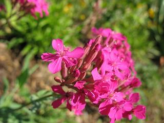 IMG_1762.JPG