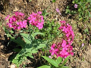 IMG_1764.JPG