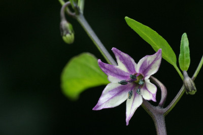 Buena-Mulatta-Juli06-01.jpg
