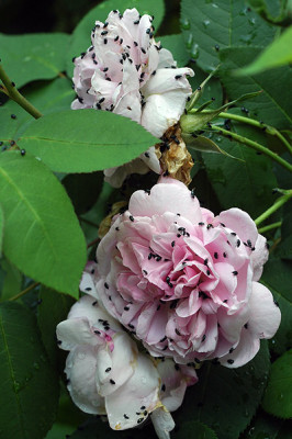 fantin4747.jpg