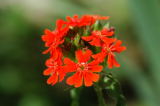 Blumentestbild.jpg