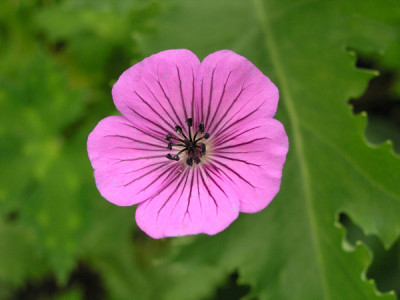 Pink_Penny.jpg