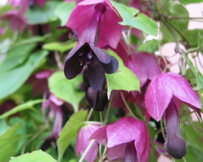 ROS_FR_0706_I.jpg