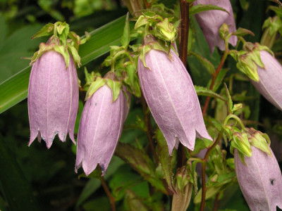 C_punctata_hondoensis.jpg