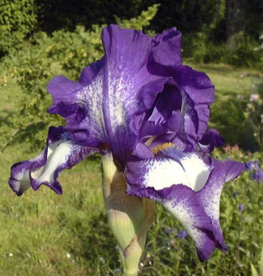 Iris_Barbarta.jpg