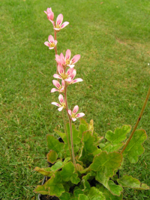 Francoa_sonchifolia_k.jpg