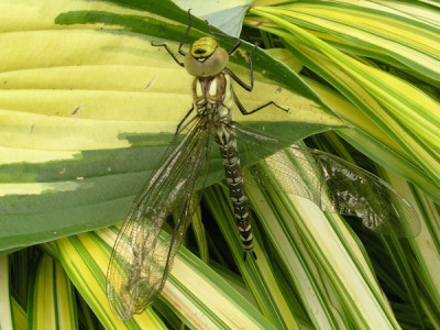 Libelle-frisch-geschluepft.jpg