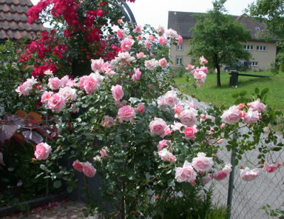 Sorbet__Highdownensis_S3S4_28425.jpg