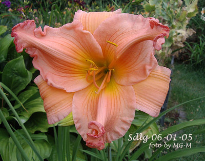 Imgp8057-Sdlg.jpg