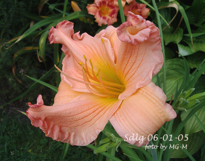 Imgp8060-Sdlg.jpg