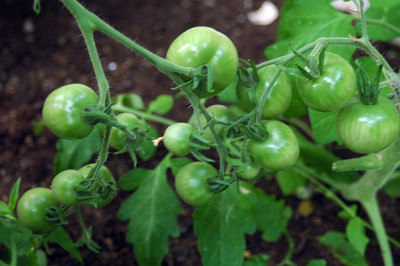 tomaten4759.jpg