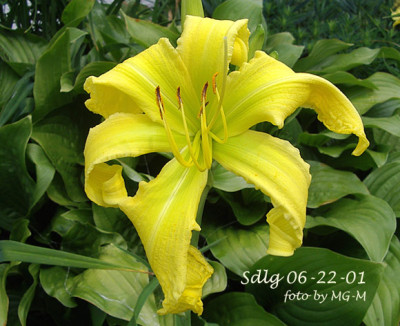 Imgp7962-Sdlg.jpg