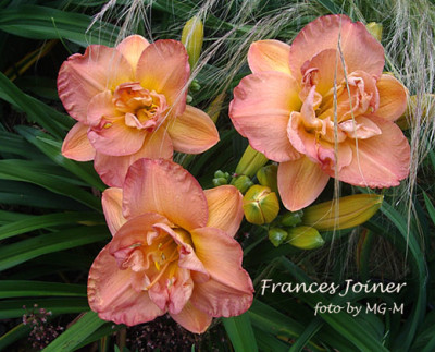 Imgp7969-FJoiner.jpg