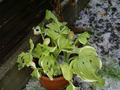 Hagel_FragBouquet.JPG