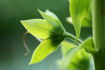Digitalis-Fruchtstand.jpg