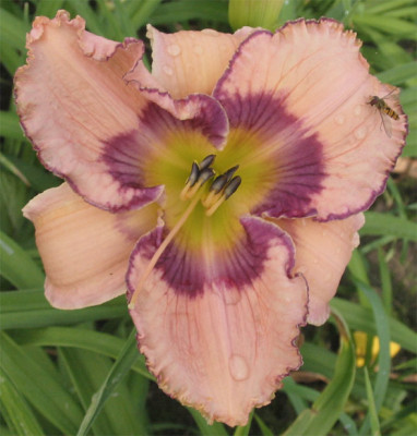 192-9247ab_IMG.jpg