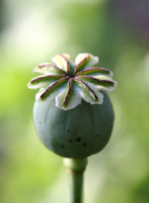 Papaver-somniferum-2.jpg