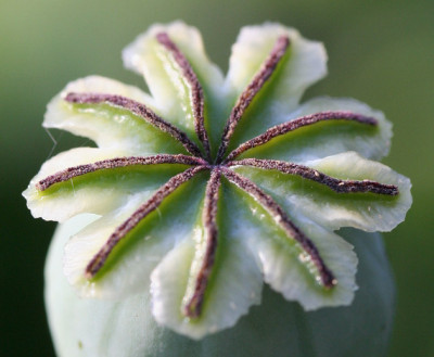 Papaver-somniferum-3.jpg